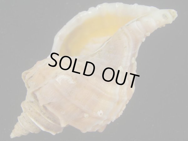 画像3: エゾボラ(Neptunea polycostata) 老成　美品 (3)