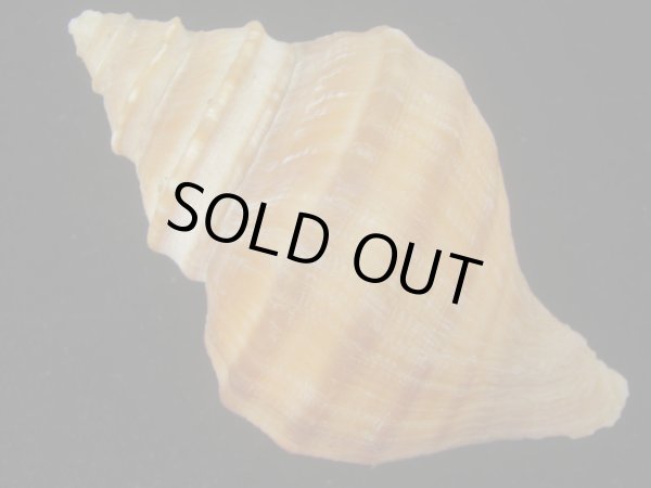 画像2: ウスムラサキエゾボラ(Neptunea purpurea) 美品 (2)