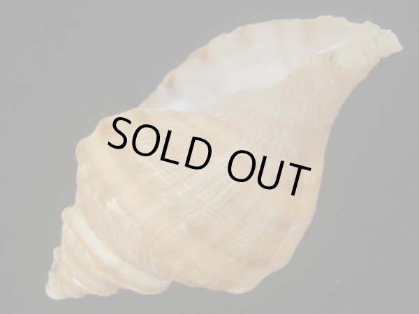 画像3: ウスムラサキエゾボラ(Neptunea purpurea) 美品 (3)