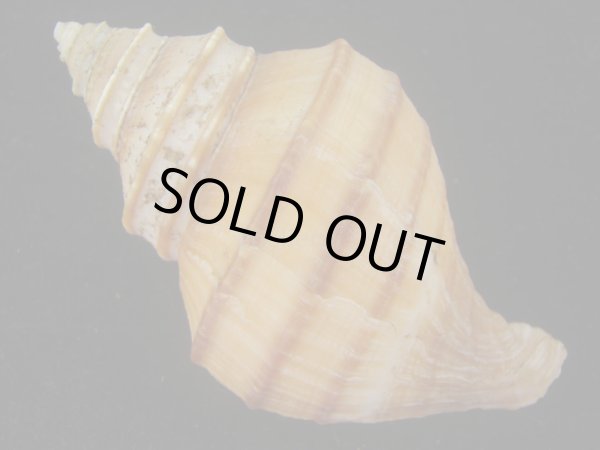 画像2: ウスムラサキエゾボラ(Neptunea purpurea) 美品 (2)