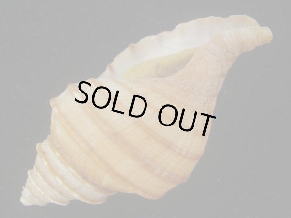 画像3: ウスムラサキエゾボラ(Neptunea purpurea) 美品 (3)