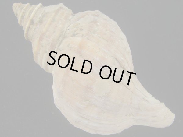 画像2: ドウナガエゾボラ(Neptunea oncoda) 老成　美品 (2)