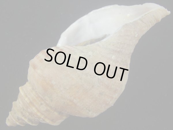 画像3: ドウナガエゾボラ(Neptunea oncoda) 老成　美品 (3)