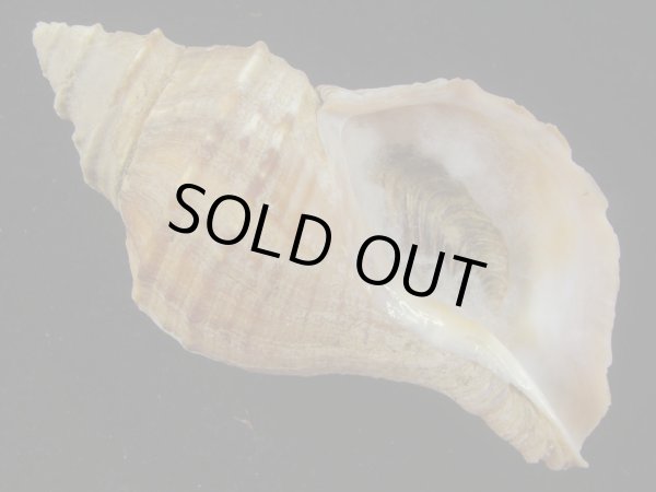 画像1: オビジメエゾボラ(Neptunea lyrata obralete) 美品 (1)