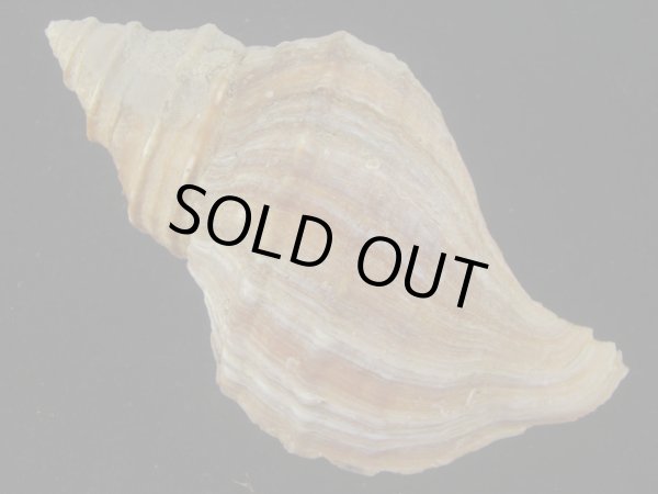 画像2: オビジメエゾボラ(Neptunea lyrata obralete) 美品 (2)