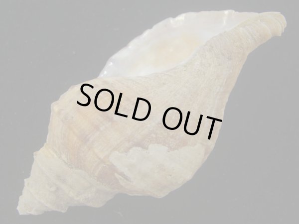 画像3: オビジメエゾボラ(Neptunea lyrata obralete) 美品 (3)