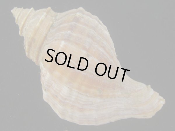 画像2: オビジメエゾボラ(Neptunea lyrata obralete) 老成　美品 (2)