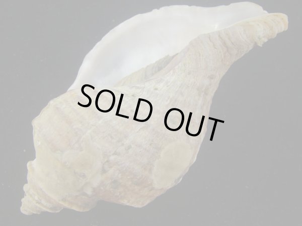 画像3: オビジメエゾボラ(Neptunea lyrata obralete) 老成　美品 (3)