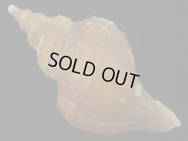 画像2: クリイロエゾボラ(Neptunea lamellosa) 濃色　美品 (2)