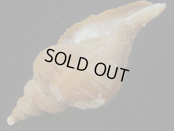 画像3: クリイロエゾボラ(Neptunea lamellosa) 濃色　美品 (3)