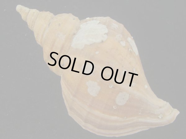 画像2: クリイロエゾボラ(Neptunea lamellosa) 特美品 (2)