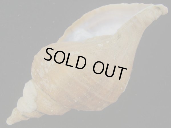 画像3: クリイロエゾボラ(Neptunea lamellosa) 特美品 (3)