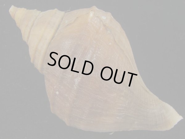 画像2: クリイロエゾボラ(Neptunea lamellosa) 濃色 (2)