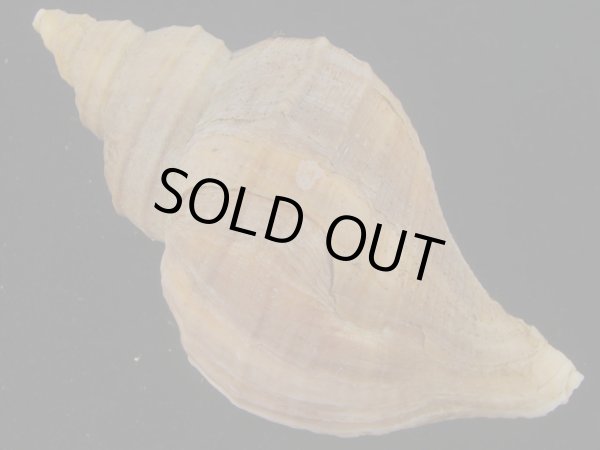 画像2: クリイロエゾボラ(Neptunea lamellosa) 濃色 (2)