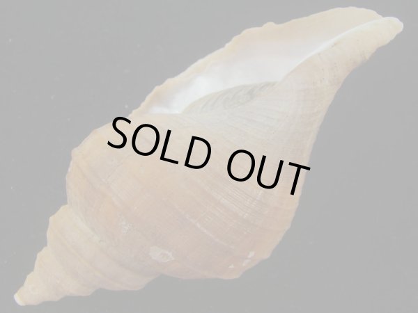 画像3: クリイロエゾボラ(Neptunea lamellosa) 濃色 (3)