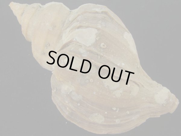 画像2: クリイロヒレエゾボラ(Neptunea lamellosa) 大　濃色　特老成　美品 (2)