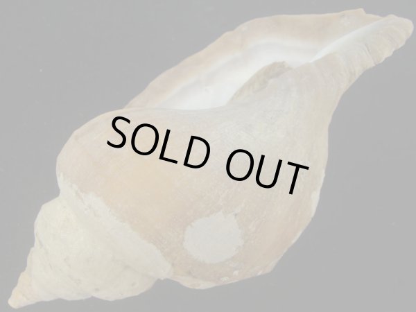 画像3: クリイロヒレエゾボラ(Neptunea lamellosa) 大　濃色　特老成　美品 (3)