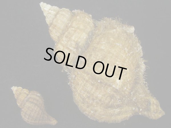 画像2: アヤボラ(Fusitriton oregonensis) 特小・特大2個セット (2)