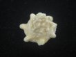 画像4: コバルトウラウズ(Astraea stellare)　特美品 (4)