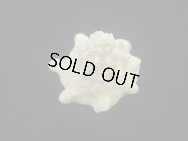 画像4: コバルトウラウズ(Astraea stellare)　特美品 (4)