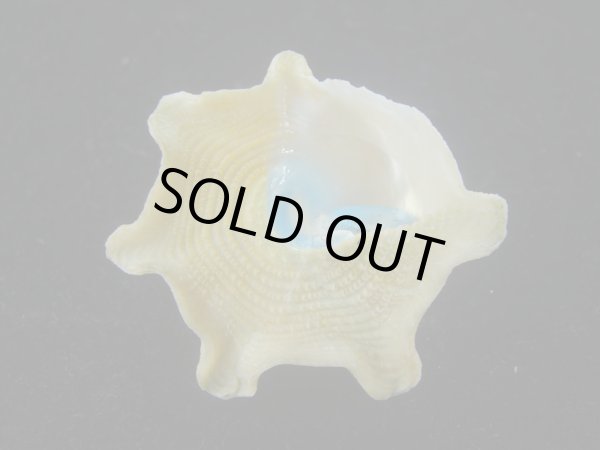 画像5: コバルトウラウズ(Astraea stellare)　特美品 (5)