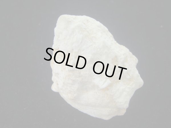 画像2: コバルトウラウズ(Astraea stellare)　特大　特老成 (2)