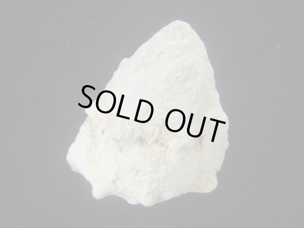 画像3: コバルトウラウズ(Astraea stellare)　特大　特老成 (3)