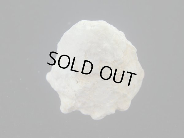 画像4: コバルトウラウズ(Astraea stellare)　特大　特老成 (4)