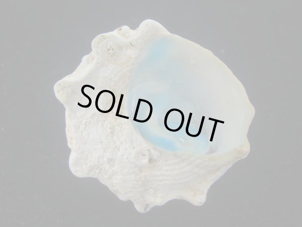 画像5: コバルトウラウズ(Astraea stellare)　特大　特老成 (5)