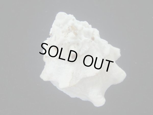 画像2: コバルトウラウズ(Astraea stellare)　大　美品 (2)