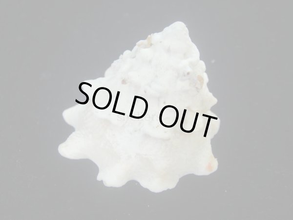 画像3: コバルトウラウズ(Astraea stellare)　大　美品 (3)