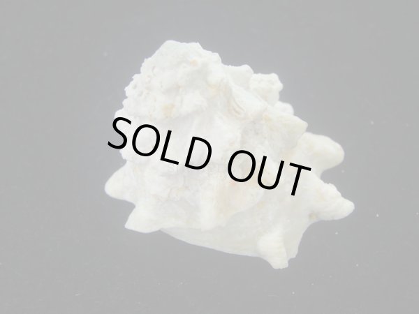 画像2: コバルトウラウズ(Astraea stellare)　大　特美品 (2)