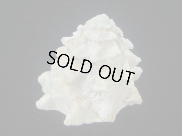 画像3: コバルトウラウズ(Astraea stellare)　大　特美品 (3)