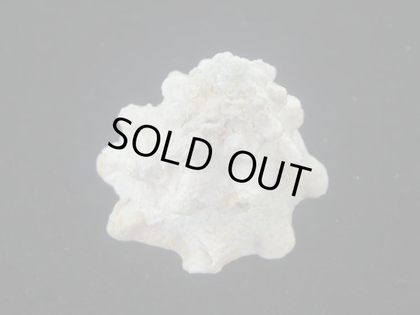 画像4: コバルトウラウズ(Astraea stellare)　大　特美品 (4)