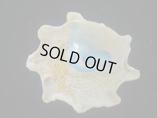 画像5: コバルトウラウズ(Astraea stellare)　大　特美品 (5)