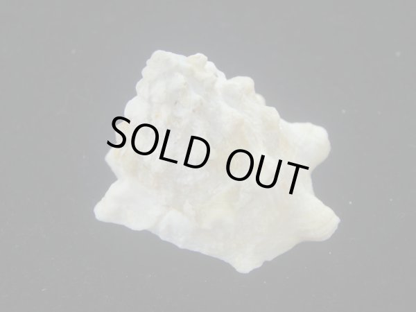 画像2: コバルトウラウズ(Astraea stellare)　大　特美品 (2)