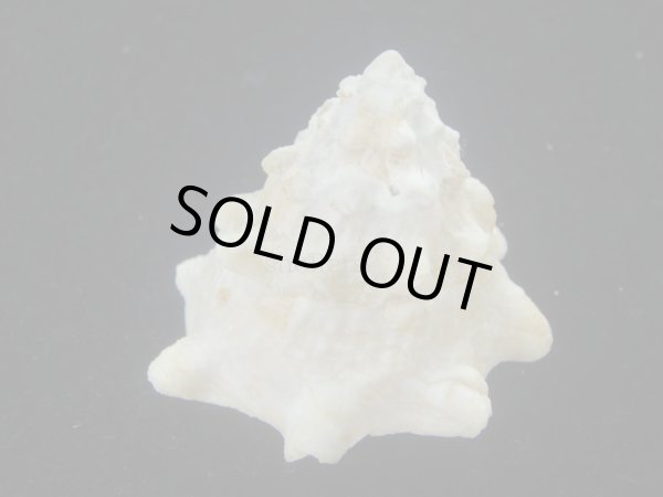 画像3: コバルトウラウズ(Astraea stellare)　大　特美品 (3)