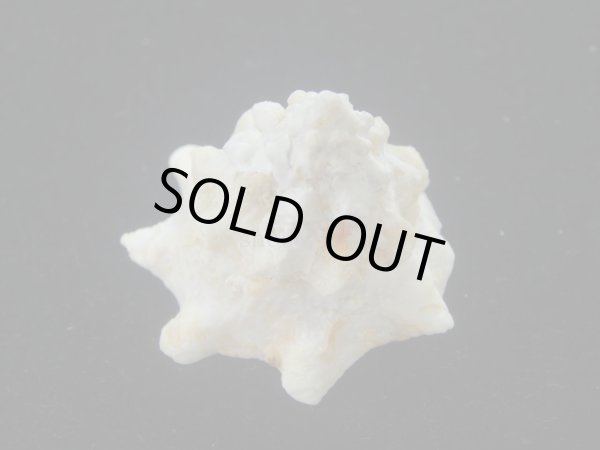 画像4: コバルトウラウズ(Astraea stellare)　大　特美品 (4)