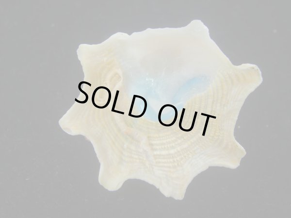 画像5: コバルトウラウズ(Astraea stellare)　大　特美品 (5)