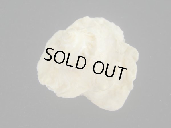 画像2: ヒレビロハグルマウラウズ(Astralium pileolum) 塔高型　老成 (2)