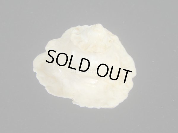 画像3: ヒレビロハグルマウラウズ(Astralium pileolum) 塔高型　老成 (3)