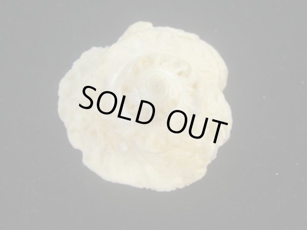 画像4: ヒレビロハグルマウラウズ(Astralium pileolum) 塔高型　老成 (4)