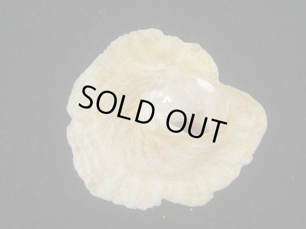 画像5: ヒレビロハグルマウラウズ(Astralium pileolum) 塔高型　老成 (5)