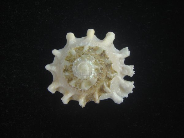 画像2: ヒレビロハグルマウラウズ(Astralium pileolum) 特美品 (2)