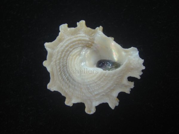 画像3: ヒレビロハグルマウラウズ(Astralium pileolum) 特美品 (3)