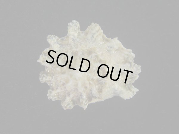 画像2: ヒレビロハグルマウラウズ(Astralium pileolum) 特美品　ユニークカラー (2)