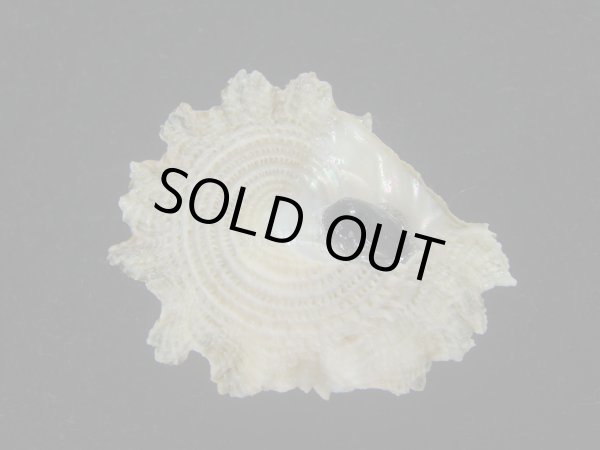 画像3: ヒレビロハグルマウラウズ(Astralium pileolum) 特美品　ユニークカラー (3)