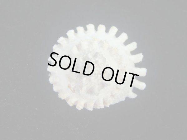 画像2: ボンネットウラウズ(Astraea rotularia) 特美品 (2)