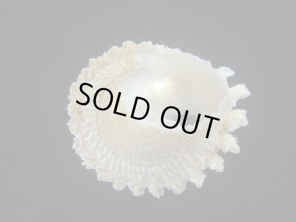 画像3: ボンネットウラウズ(Astraea rotularia) 特美品 (3)