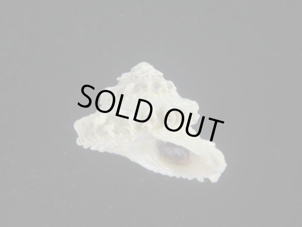 画像1: ボンネットウラウズ(Astraea rotularia) 特美品 (1)